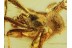 THERIDIIDAE COBWEB WEAVER  SPIDER in BALTIC AMBER 623