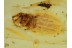 SALTICIDAE Huge JUMPING SPIDER in BALTIC AMBER 624