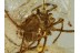 PHALANGIDA HARVESTMEN OPILIONE in BALTIC AMBER  656