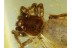 Great JUMPING SPIDER SALTICIDAE in BALTIC AMBER 620