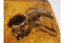 Great JUMPING SPIDER SALTICIDAE in BALTIC AMBER 621