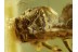 SALTICIDAE JUMPING SPIDER in BALTIC AMBER 655