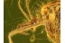 CHAOBORIDAE Perfect PHANTOM MIDGE in BALTIC AMBER 613