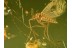 CHAOBORIDAE Perfect PHANTOM MIDGE in BALTIC AMBER 613