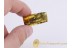 PHASMATODEA WALKING STICK in BALTIC AMBER 615