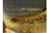 Superb GEOPHILIDAE EARTH CENTIPEDE in BALTIC AMBER 618