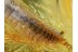 Superb MILLIPEDE DIPLOPODA  in BALTIC AMBER 626