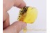 Superb MILLIPEDE DIPLOPODA  in BALTIC AMBER 626
