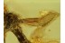CHAOBORIDAE PHANTOM MIDGE in BALTIC AMBER 629