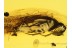RHIPIPHORIDAE Rhipidinae Wedge-Shaped BEETLE in BALTIC AMBER 631