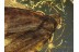 Lepidoptera Large Superb MOTH in BALTIC AMBER 630