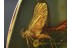 Great MAYFLY Ephemeroptera in BALTIC AMBER 642