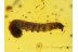 CATERPILLAR Moth LEPIDOPTERA Larvae in BALTIC AMBER 638
