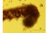 CATERPILLAR Moth LEPIDOPTERA Larvae in BALTIC AMBER 638