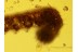 CATERPILLAR Moth LEPIDOPTERA Larvae in BALTIC AMBER 638