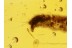 CATERPILLAR Moth LEPIDOPTERA Larvae in BALTIC AMBER 638