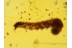 CATERPILLAR Moth LEPIDOPTERA Larvae in BALTIC AMBER 638