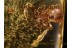Great Looking PSEUDOSCORPION in BALTIC AMBER 636