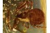 Great Looking PSEUDOSCORPION in BALTIC AMBER 636