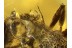 MYRMICINI Ant NOTHOMYRMICA Rudis in BALTIC AMBER  637