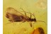 PLECOPTERA Superb Looking STONEFLY in BALTIC AMBER 647