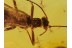 PLECOPTERA Superb Looking STONEFLY in BALTIC AMBER 647