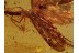 Spread Wings CADDISFLY Trichoptera in Genuine BALTIC AMBER 669