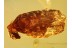 PARASITISM ? MITE Suck to PLANTHOPPER in BALTIC AMBER 668