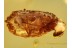 PARASITISM ? MITE Suck to PLANTHOPPER in BALTIC AMBER 668