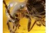 Great CANTHARID Soldier BEETLE in Genuine BALTIC AMBER 675