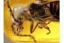 Great CANTHARID Soldier BEETLE in Genuine BALTIC AMBER 675