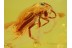 ANTHICIDAE Superb Ant-like Flower Beetle in BALTIC AMBER 679