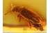 MYCTERIDAE Eurypinae Flower Beetle in BALTIC AMBER 680