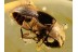 ANOBIIDAE PTINIDAE Death-Watch BEETLE in BALTIC AMBER 681