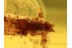 TENEBRIONOIDEA Beetle Larvae in BALTIC AMBER 682