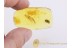 Mordellidae Large TUMBLING FLOWER BEETLE in BALTIC AMBER 684