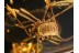 NEMASTOMATID HARVESTMEN OPILIONE in BALTIC AMBER  670