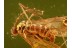 CECIDOMYIIDAE Nice GALL MIDGE in BALTIC AMBER 690