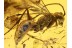 POMPILIDAE Giant SPIDER WASP in BALTIC AMBER 695