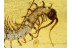 Lithobiidae STONE CENTIPEDE  in BALTIC AMBER 687