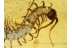 Lithobiidae STONE CENTIPEDE  in BALTIC AMBER 687