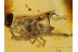 Giant PSEUDOSCORPION in BALTIC AMBER 693