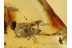 Giant PSEUDOSCORPION in BALTIC AMBER 693