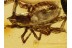 Giant PSEUDOSCORPION in BALTIC AMBER 693