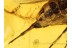 PALLOPTERIDAE Flutter-wing Fly  Inclusion in BALTIC AMBER 689