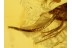 PARASITIC NEMATODA ROUND WORM  in BALTIC AMBER 701