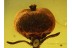 Superb OXALIDACEAE Fruit on Twig in  BALTIC AMBER 698