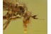 PARASITIC MITE on FLY Head in BALTIC AMBER 699
