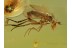 PARASITIC MITE on FLY Head in BALTIC AMBER 699