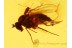 PARASITIC MITE on Long-Legged FLY in BALTIC AMBER 700